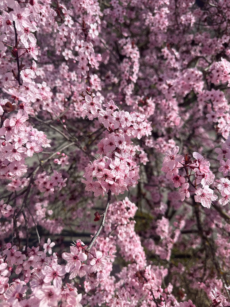 Sakura Collection